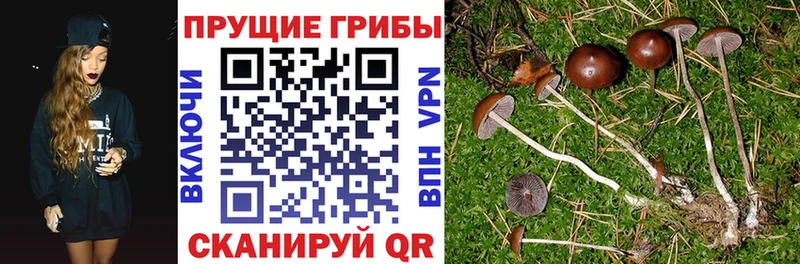 дарнет шоп  Ардатов  Галлюциногенные грибы ЛСД 
